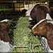 Goats Munching Hay