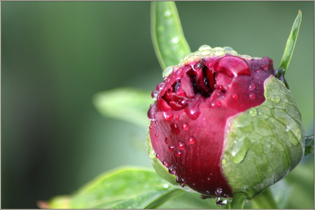 Pfingstrose nach dem Regen