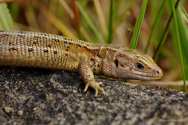 Common Lizard