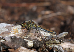 Black Darter