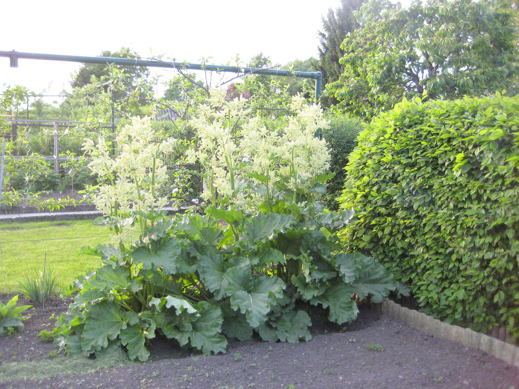 blühender Rhabarber [Rheum rhabarbarum]