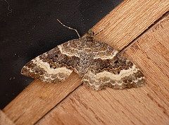 Common Carpet