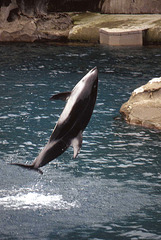 Leaping Cetacean