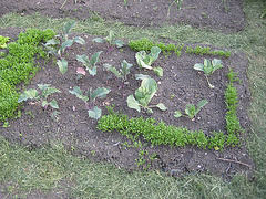 Gemüsebeet (Kohlrabi, Weißkraut, Gartenkresse) - [Brassica oleracea var. gongylodes L.; Brassica oleracea convar. capitata var. alba; Lepidium sativum]