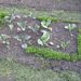 Gemüsebeet (Kohlrabi, Weißkraut, Gartenkresse) - [Brassica oleracea var. gongylodes L.; Brassica oleracea convar. capitata var. alba; Lepidium sativum]