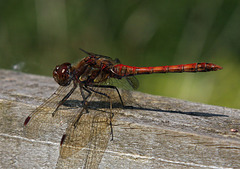 Common Darter