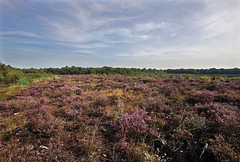 Saltersley Moss