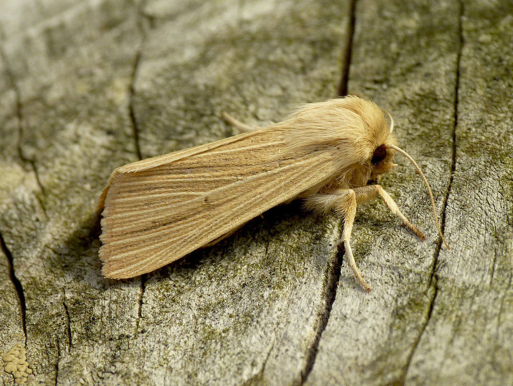 Large Wainscot