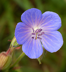 Meadow Cranesbill