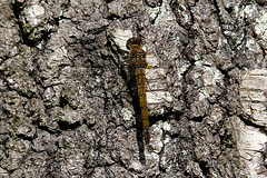 Common Darter