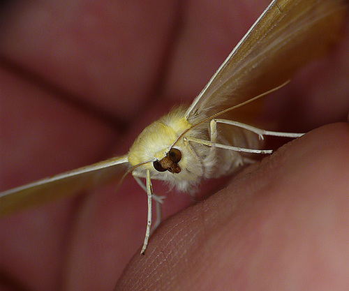 Swallow-tailed Moth Face