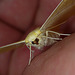 Swallow-tailed Moth Face