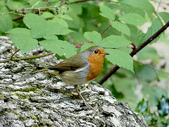 Friendly Robin