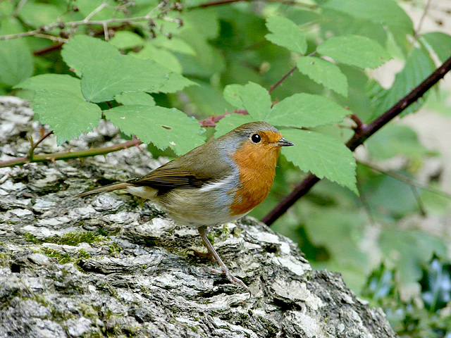 Friendly Robin