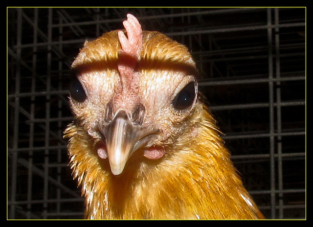 Chicken Headstudy