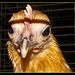 Chicken Headstudy