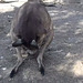 introspective kangaroo