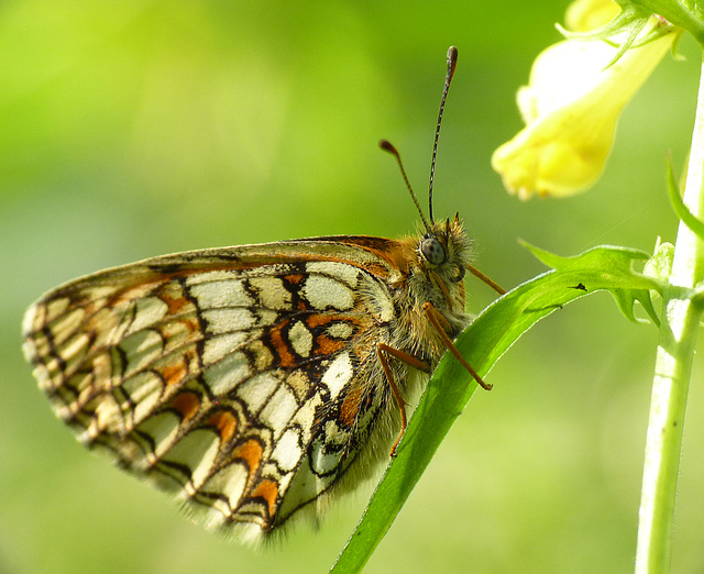 Roosting Heath Fritillary on Cow Wheat