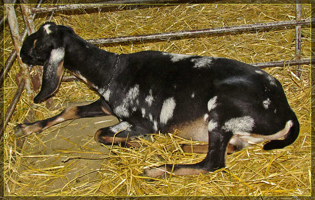 Beautiful Spotted Goat