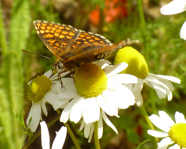Heath Fritillary