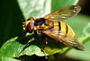 Hoverfly