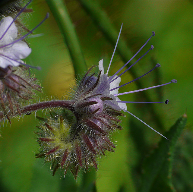 Viper's Bugloss