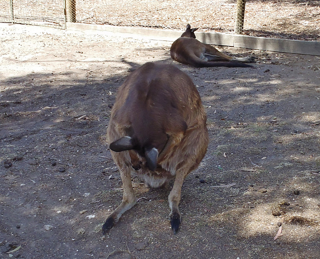 introspective kangaroo