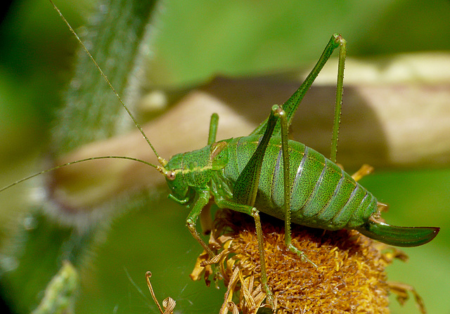 Speckled Bush Cricket