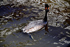 Great Crested Grebe