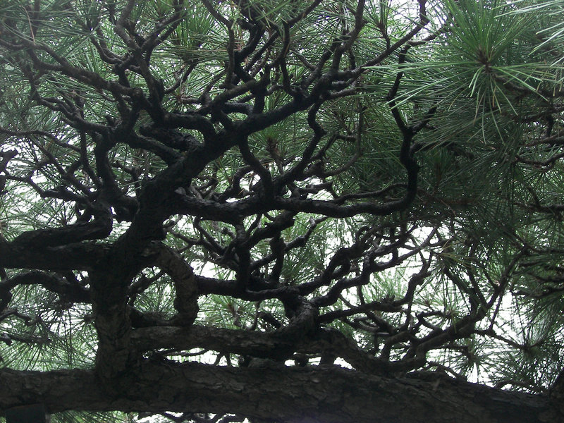 The gate tree