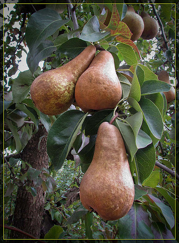 pears