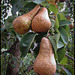 pears