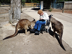 Marcia mobbed again