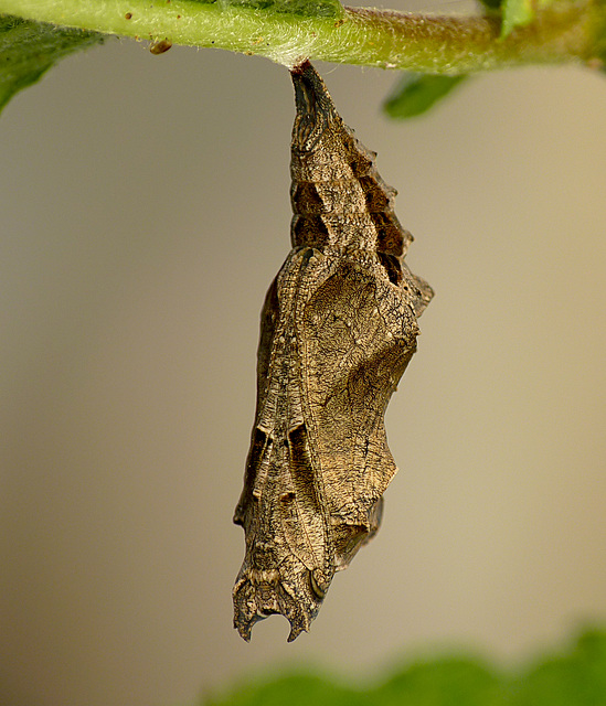 Patio Life: Carl The Comma