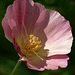 Pink Poppies