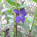 Immergrün (Vinca)