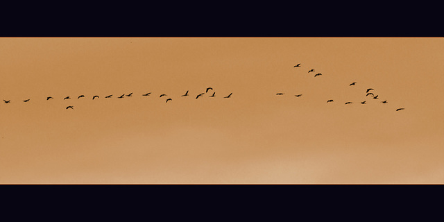 Geese Panorama in Sepia