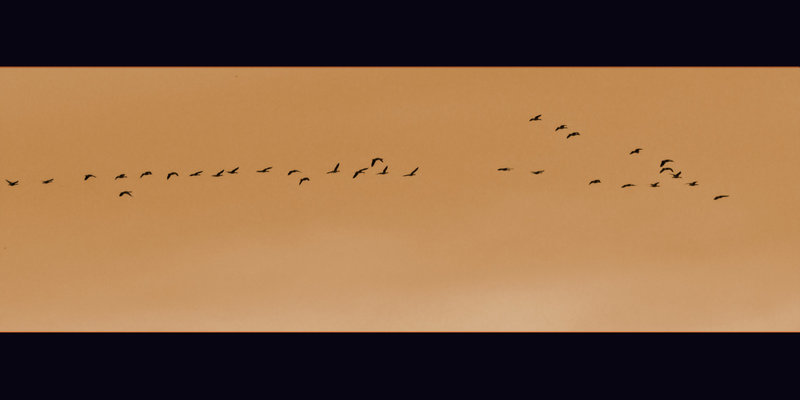 Geese Panorama in Sepia