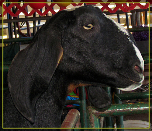 Serene Goat Face