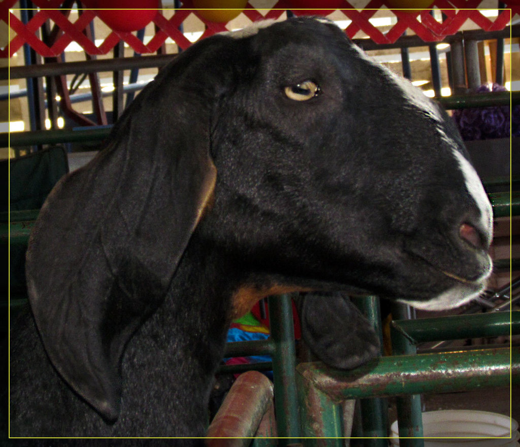 Serene Goat Face