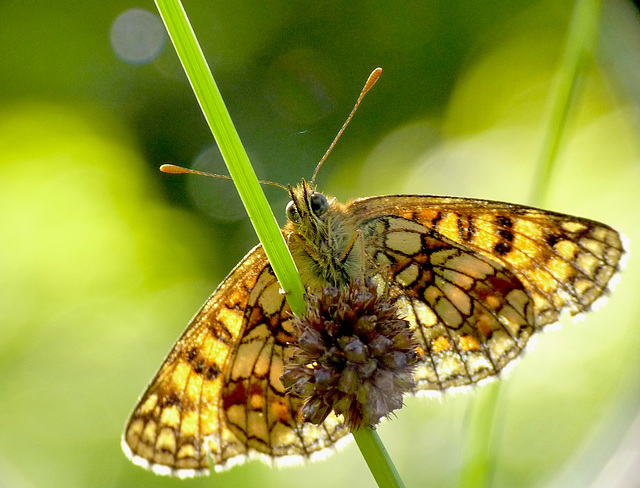 Heath Fritillary Underside