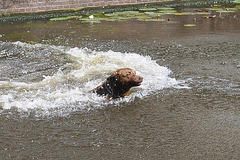 Dog in the water
