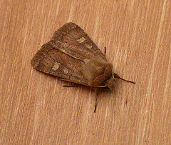 Square-spot Rustic