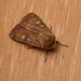 Square-spot Rustic