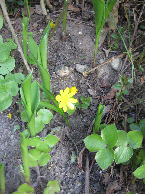 Scharbockskraut (Ranunculus ficaria)