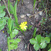 Scharbockskraut (Ranunculus ficaria)
