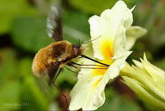 Bee-fly