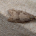 Cnephasia incertana - Light Grey Tortrix Moth