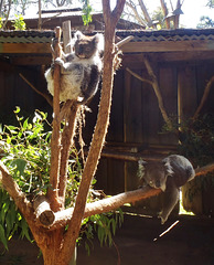 relaxed koalas