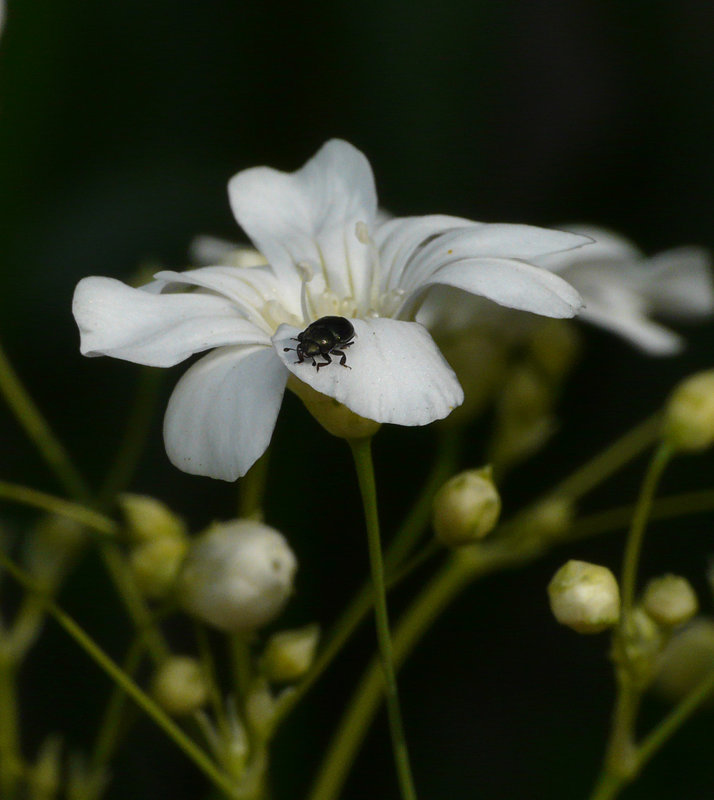 Garden Beetle